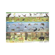 Könyökalátét STIEFEL A/3 Magyarország vadon élő állatai - állatvilága