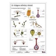 Tanulói munkalap STIEFEL A/4 virágos növény részei
